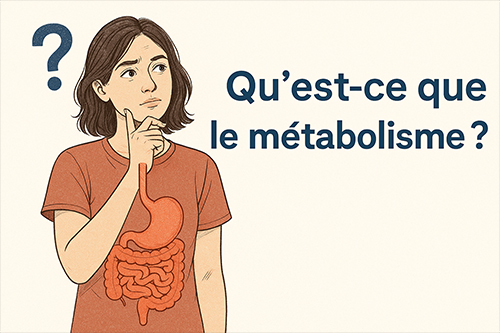 Le métabolisme expliqué simplement