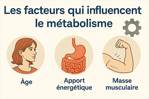 Les facteurs qui influencent le métabolisme